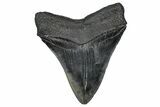 Serrated, Fossil Megalodon Tooth - South Carolina #360778-2